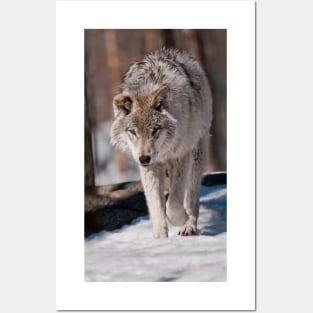 Timber Wolf Pup Posters and Art